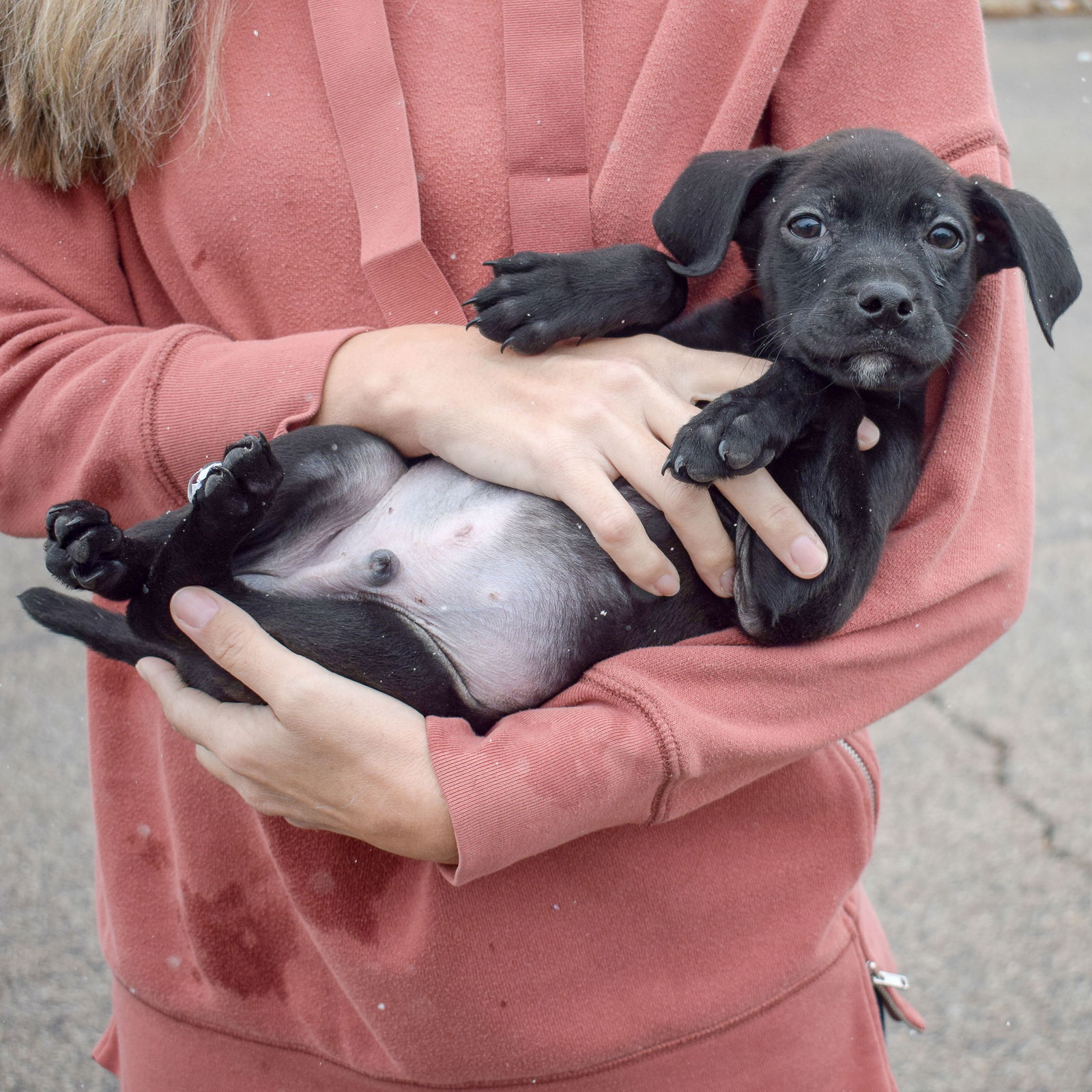 dog-for-adoption-comet-a-black-labrador-retriever-in-chicago-il