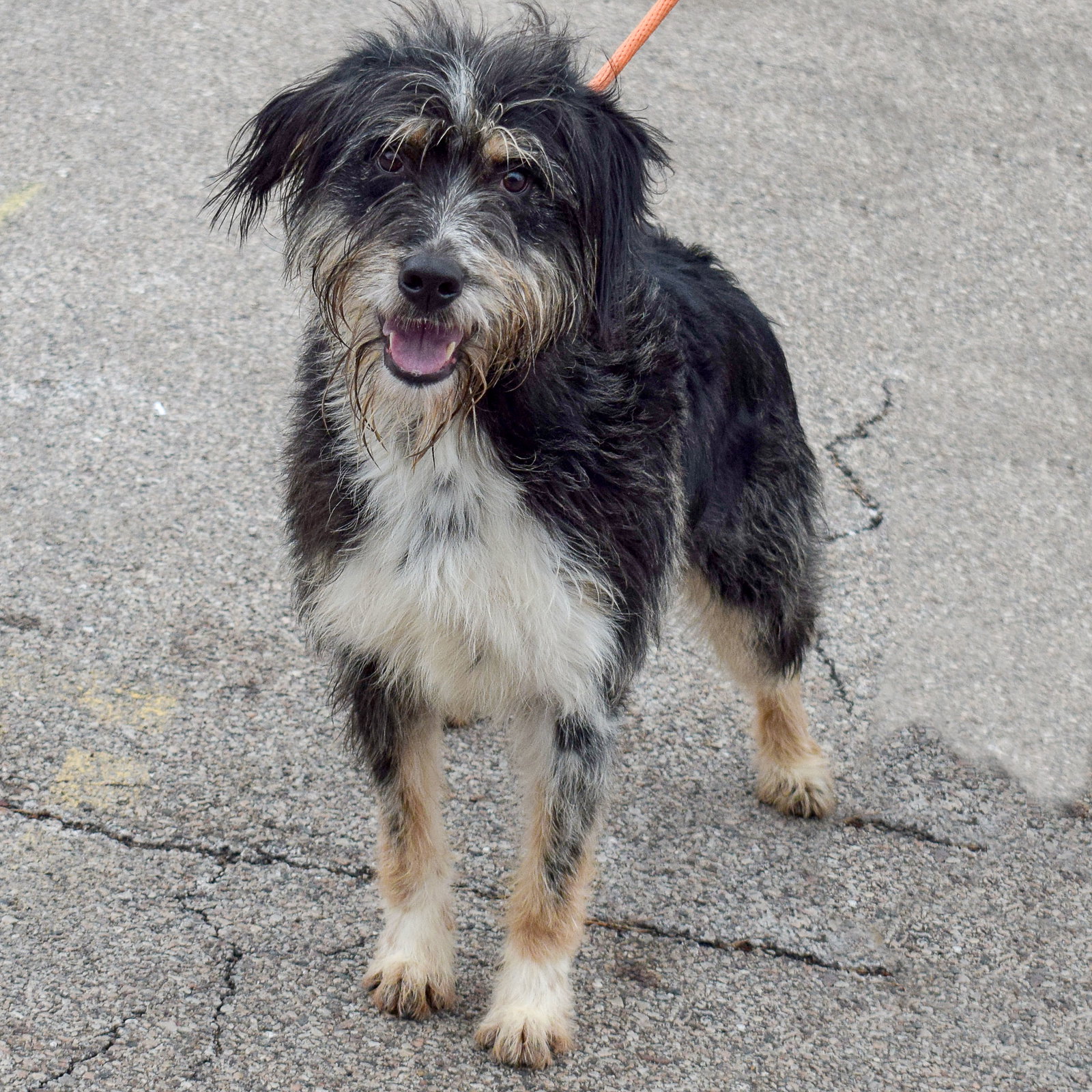 Dog for Adoption Brooks, a Australian Shepherd in Dupage County, IL Alpha Paw