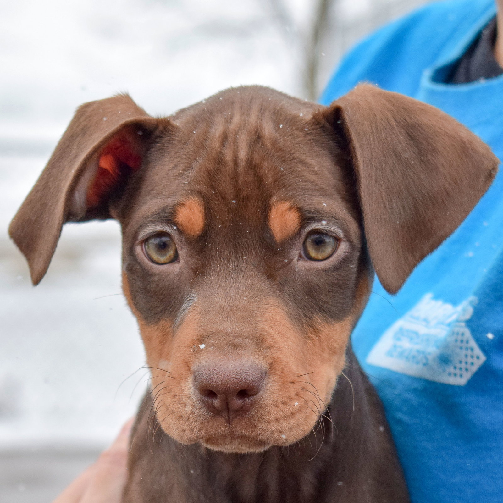 Dog for Adoption Cocoa, a Doberman Pinscher in Elmwood Park, IL Alpha Paw