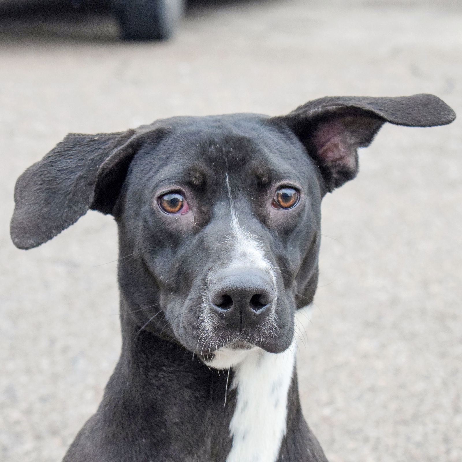 adoptable Dog in Huntley, IL named Dot