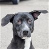 adoptable Dog in huntley, IL named Dot