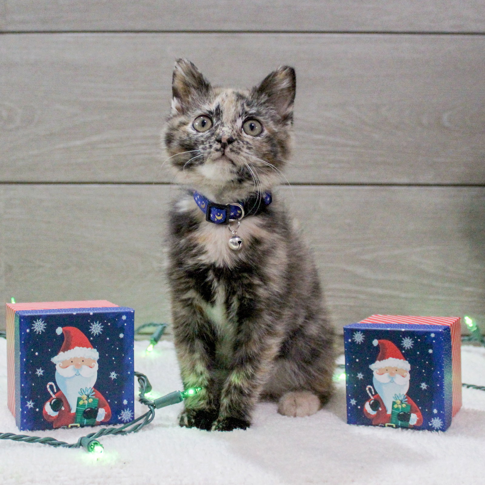 Cats for Adoption in Crystal Lake, Illinois Alpha Paw