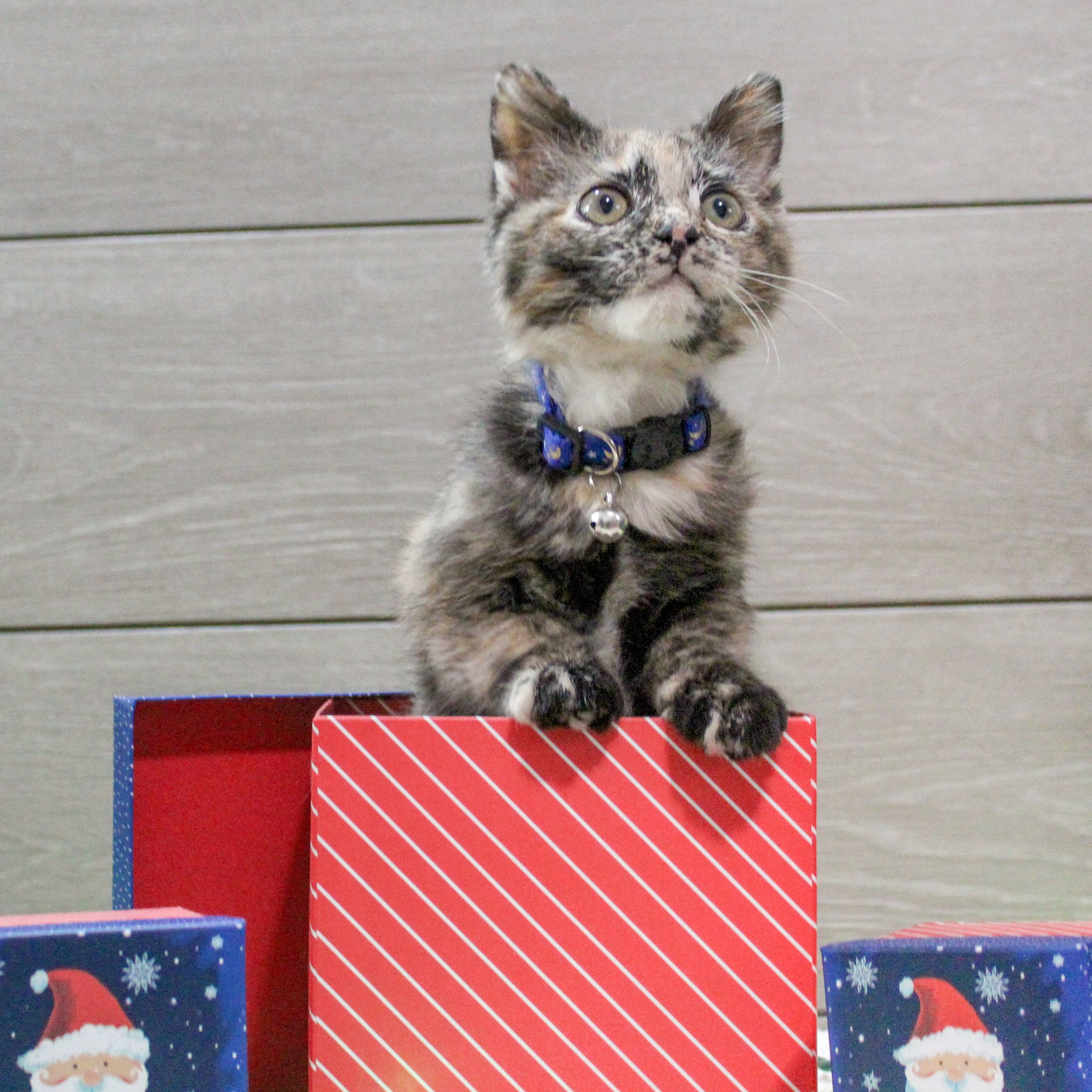 Cats for Adoption in Crystal Lake, Illinois Alpha Paw