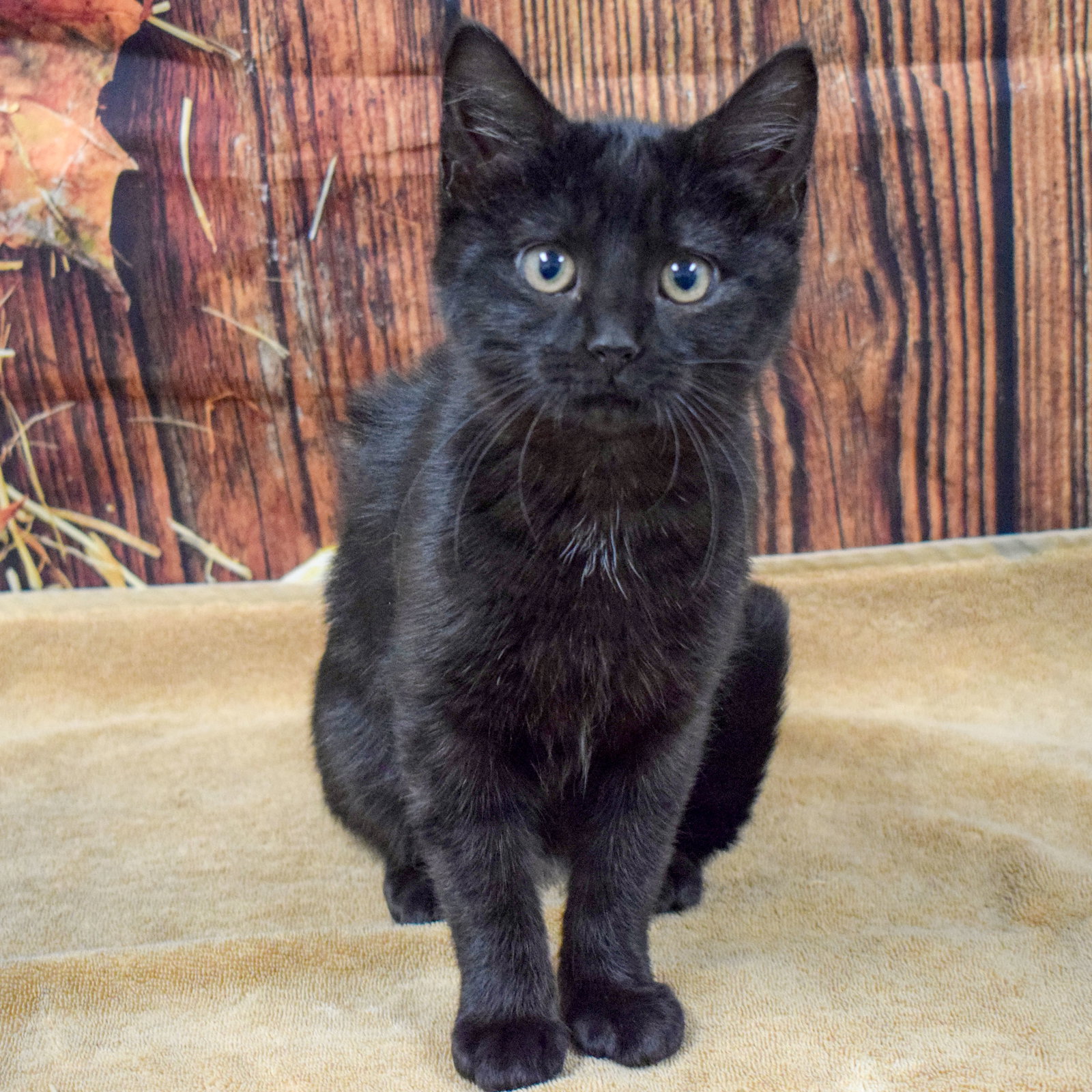Cats for Adoption in Crystal Lake, Illinois Alpha Paw