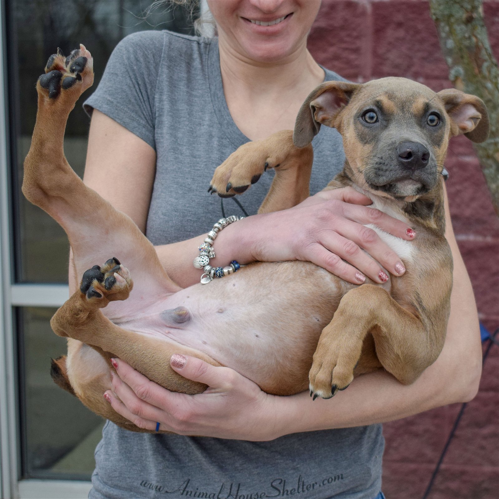 Dog for Adoption - Hugh, a Boxer in Schaumburg, IL | Alpha Paw
