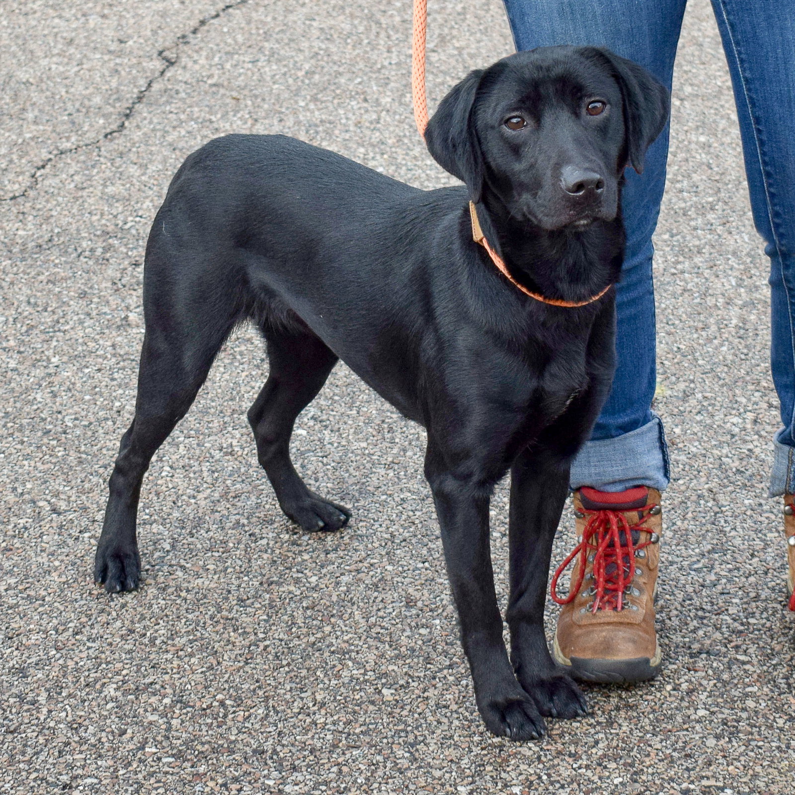Chicago Lab Rescue Dog for Adoption - Farrah, a Black Labrador Retriever in Chicago, IL ...