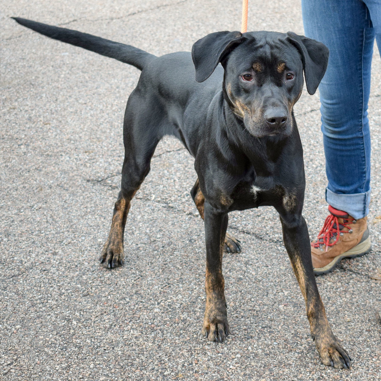 Chicago Lab Rescue Dog for Adoption - Foster, a Black Labrador Retriever in Chicago, IL ...