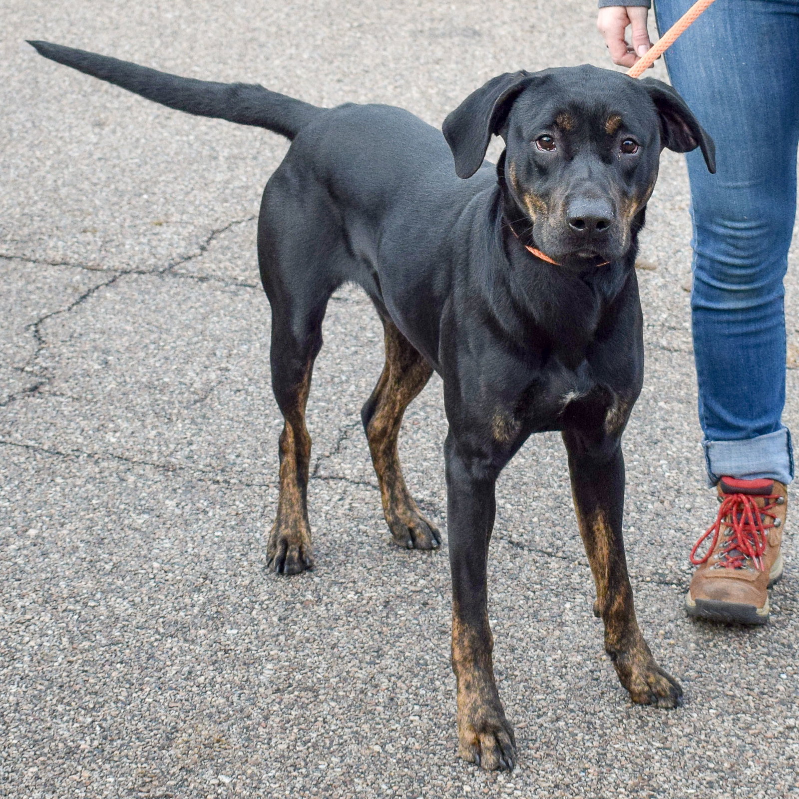 Chicago Lab Rescue Dog for Adoption - Foster, a Black Labrador Retriever in Chicago, IL ...