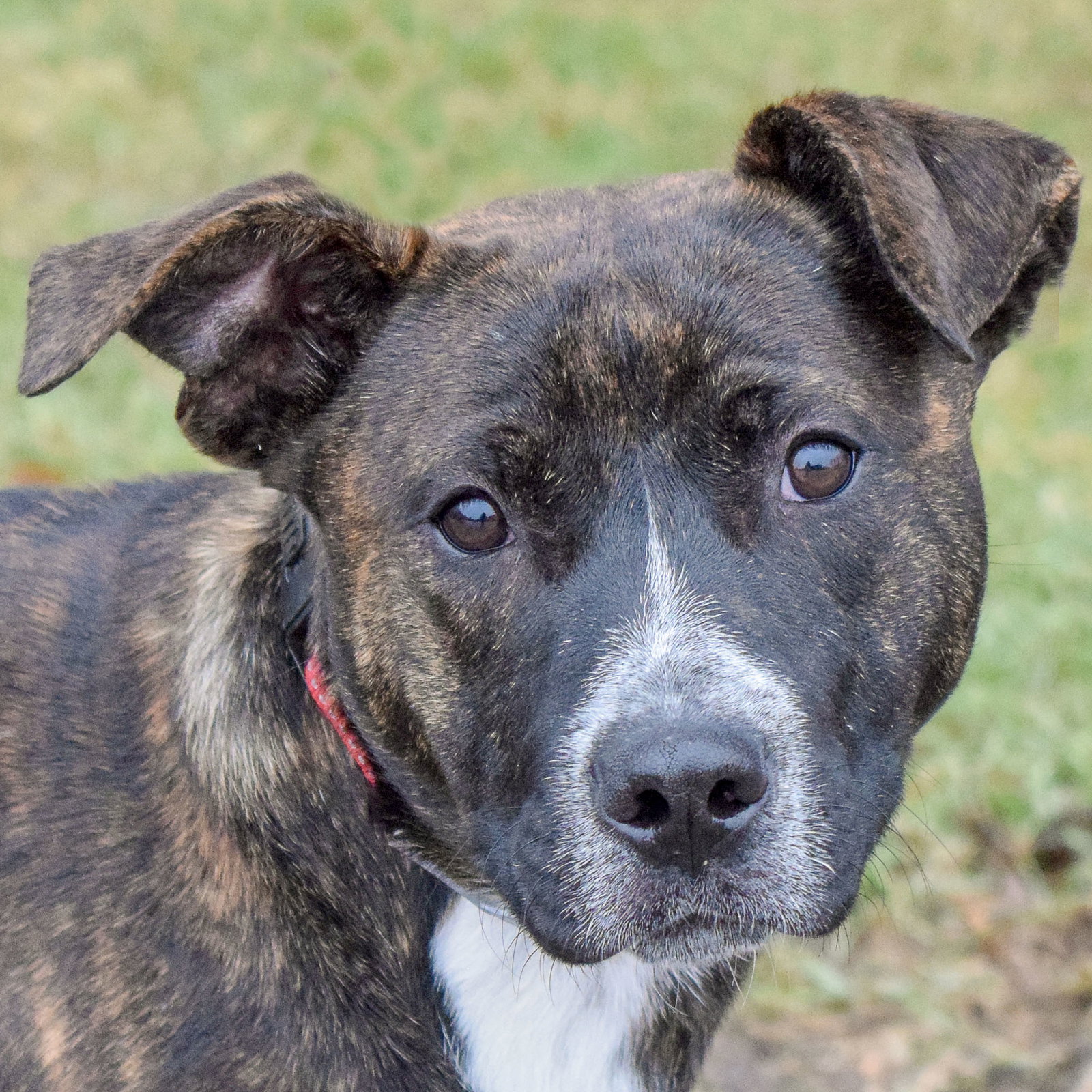 Dog for Adoption Chewy, a Australian Cattle Dog/Blue Heeler in
