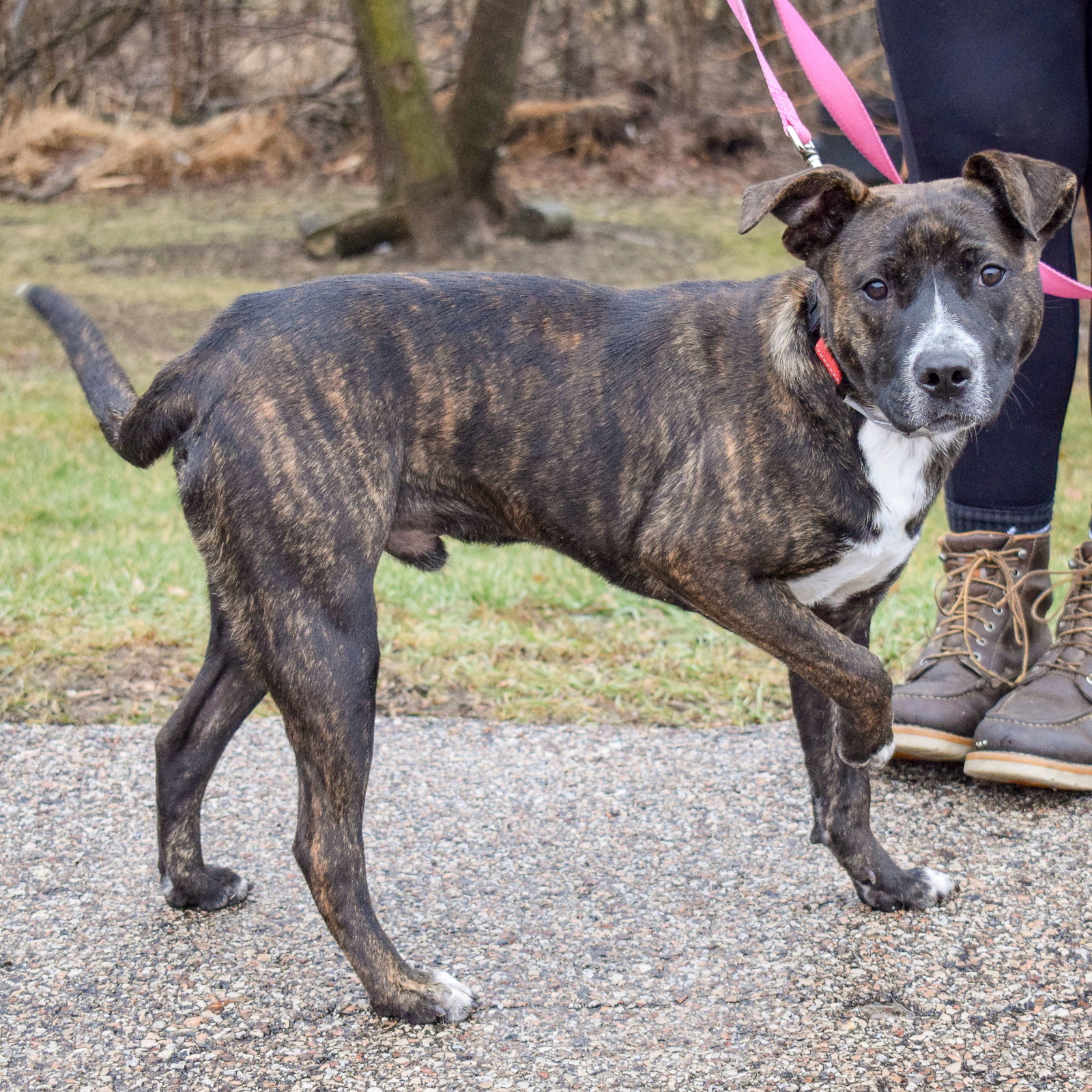 Dog for Adoption Chewy, a Australian Cattle Dog/Blue Heeler in