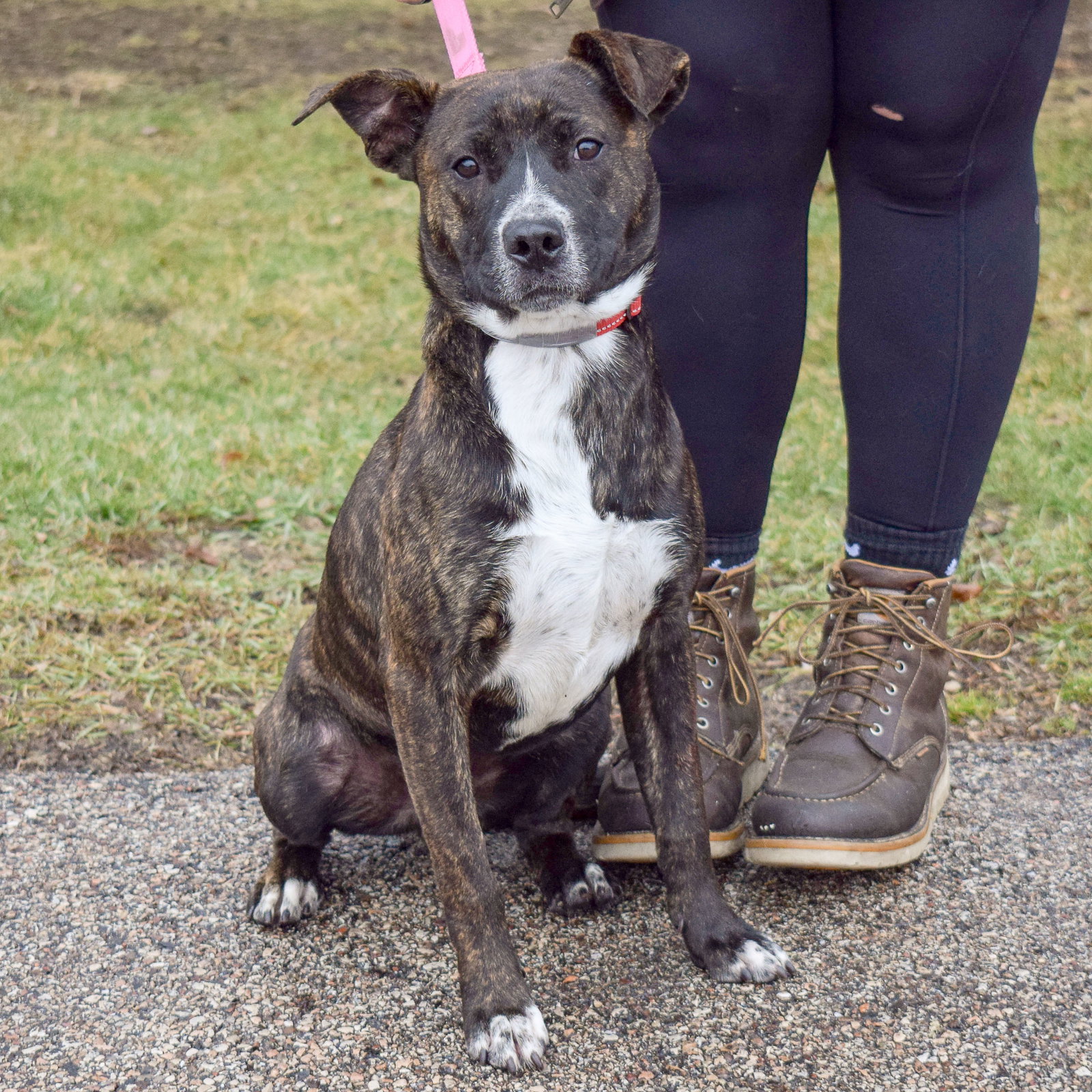 Dog for Adoption Chewy, a Australian Cattle Dog/Blue Heeler in