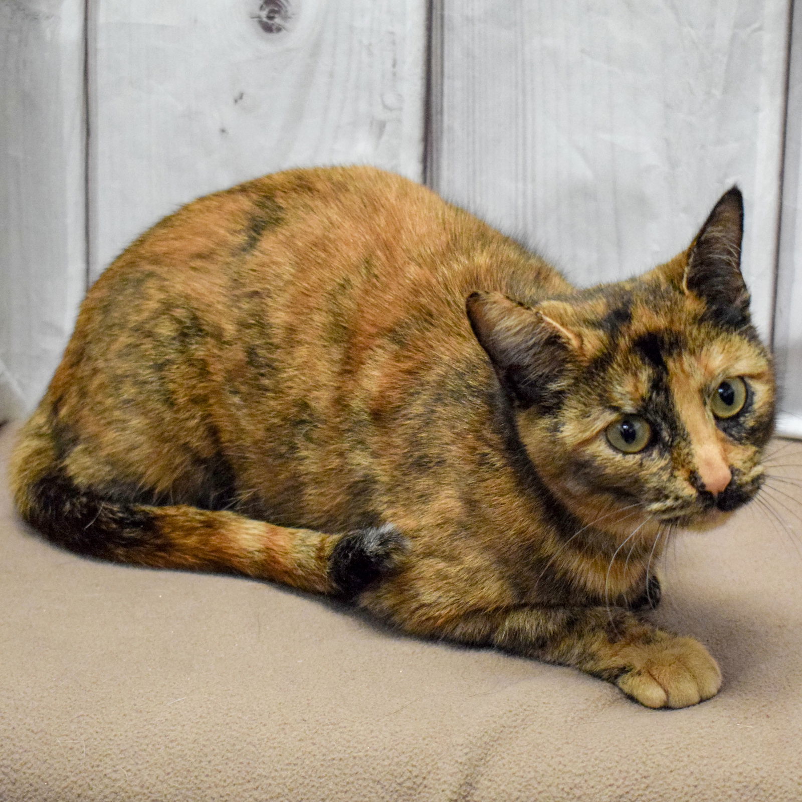 Cats for Adoption in Kenosha, Wisconsin Alpha Paw