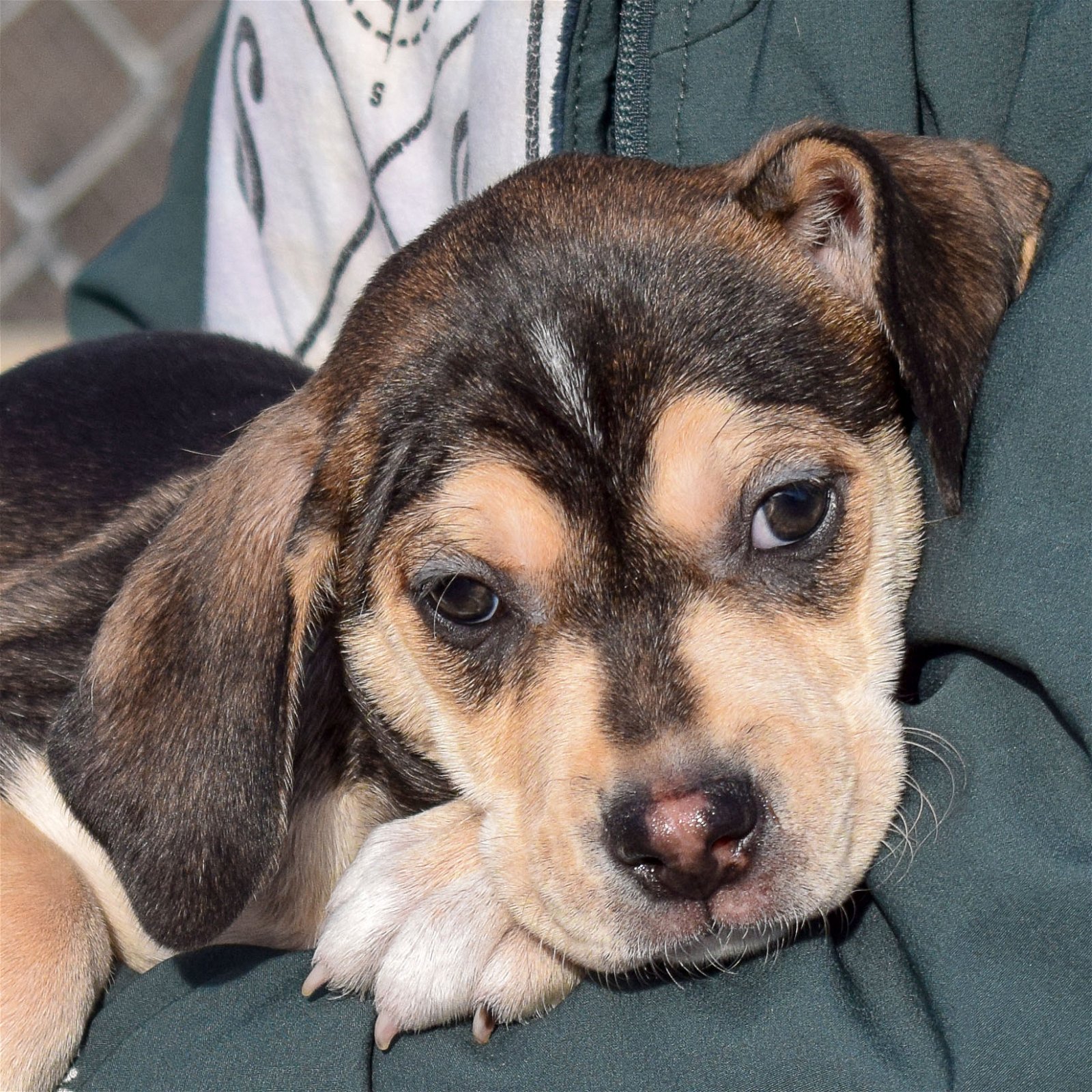 Dog for Adoption - Kahlua, a Shetland Sheepdog Sheltie in Rock County, WI |  Alpha Paw