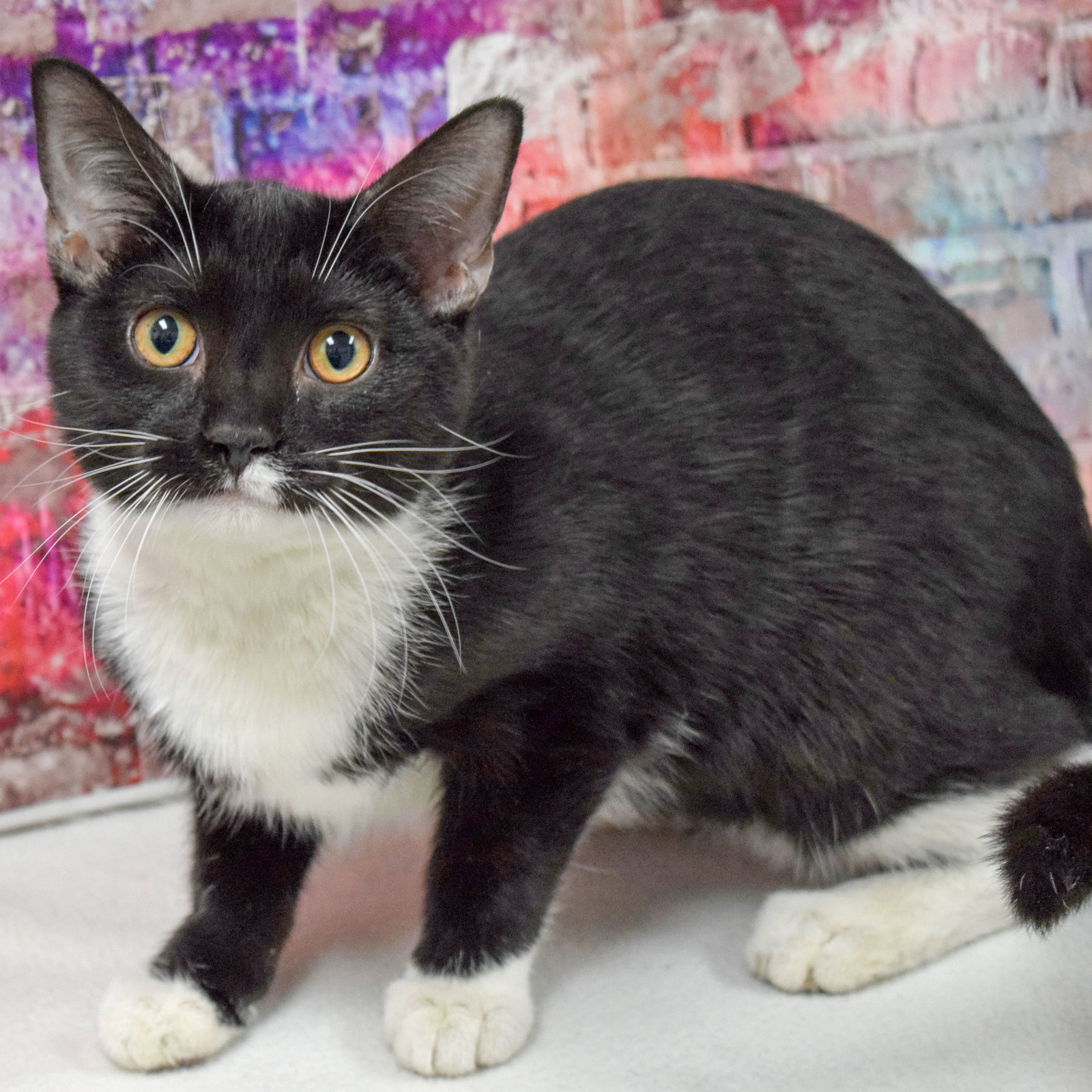 Cats for Adoption in Marengo, Illinois Alpha Paw