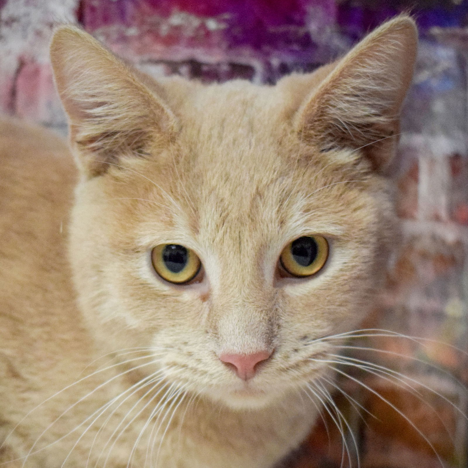 adoptable Cat in Huntley, IL named Robaire