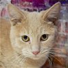 adoptable Cat in huntley, IL named Robaire