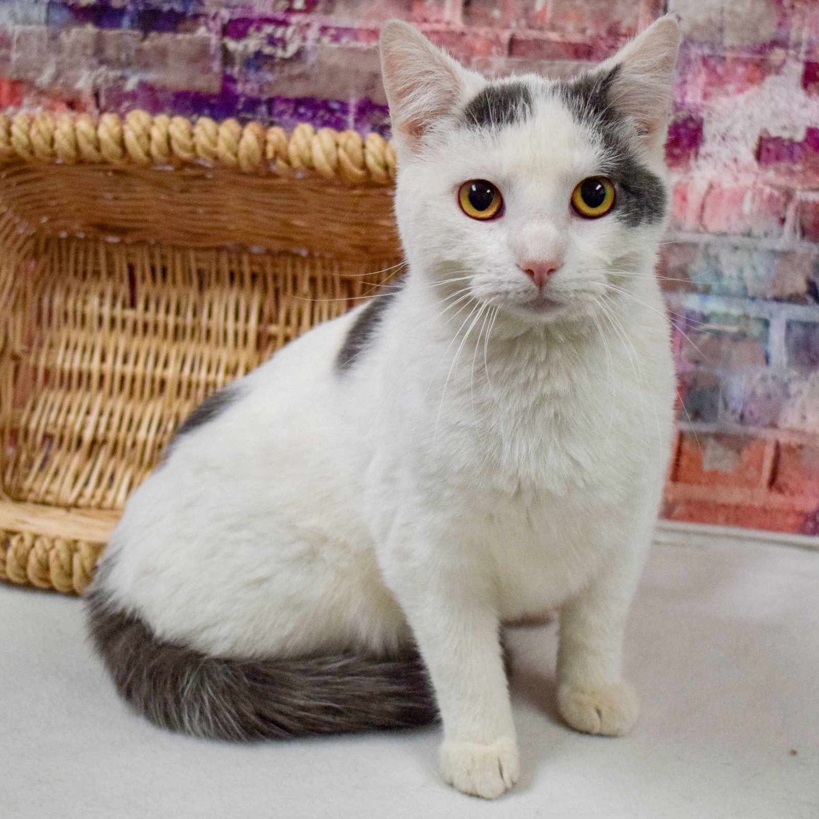 Cats for Adoption in Rockford, Illinois Alpha Paw