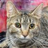 adoptable Cat in huntley, IL named Penelope
