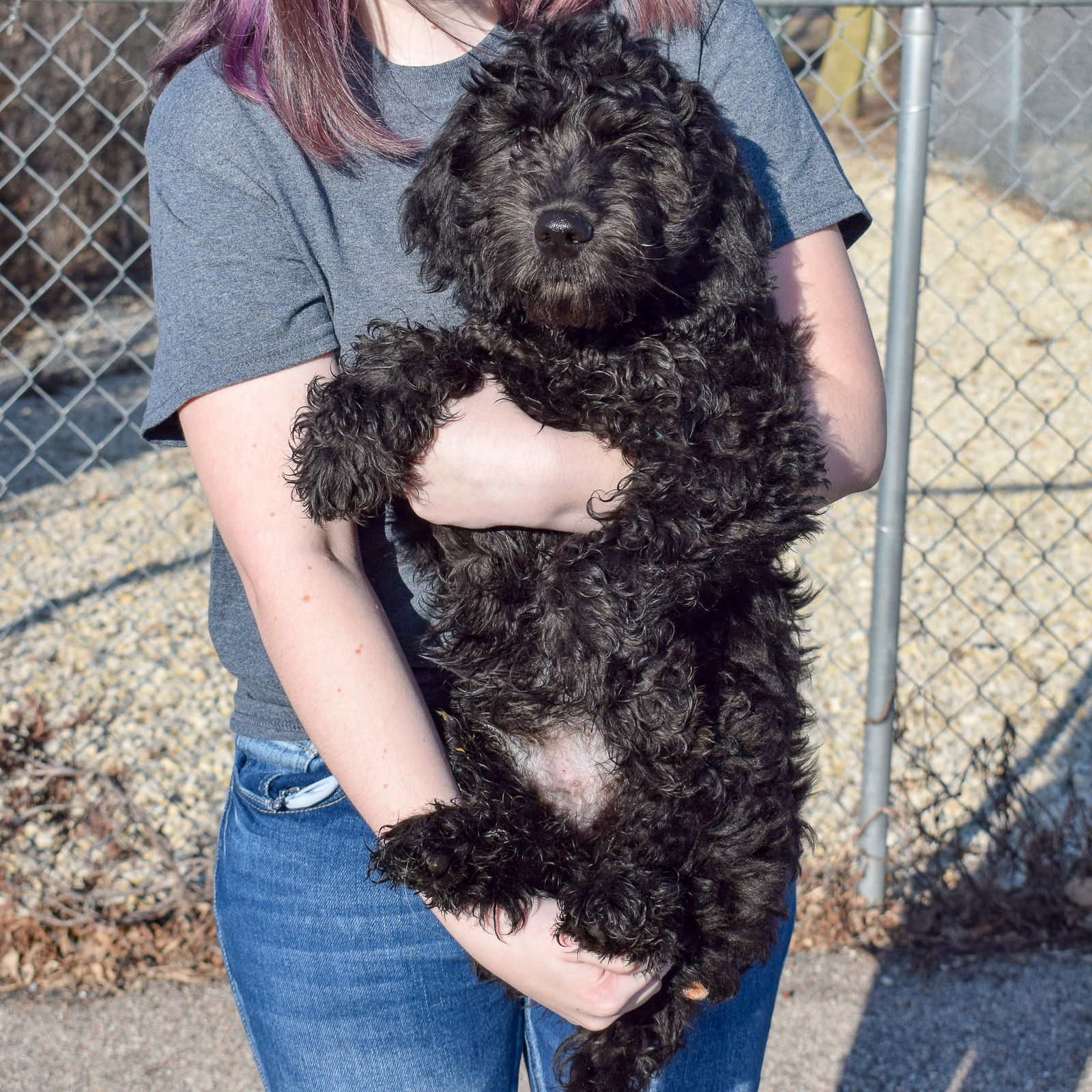 Dog for Adoption - Logan, a Black Labrador Retriever in Volo, IL