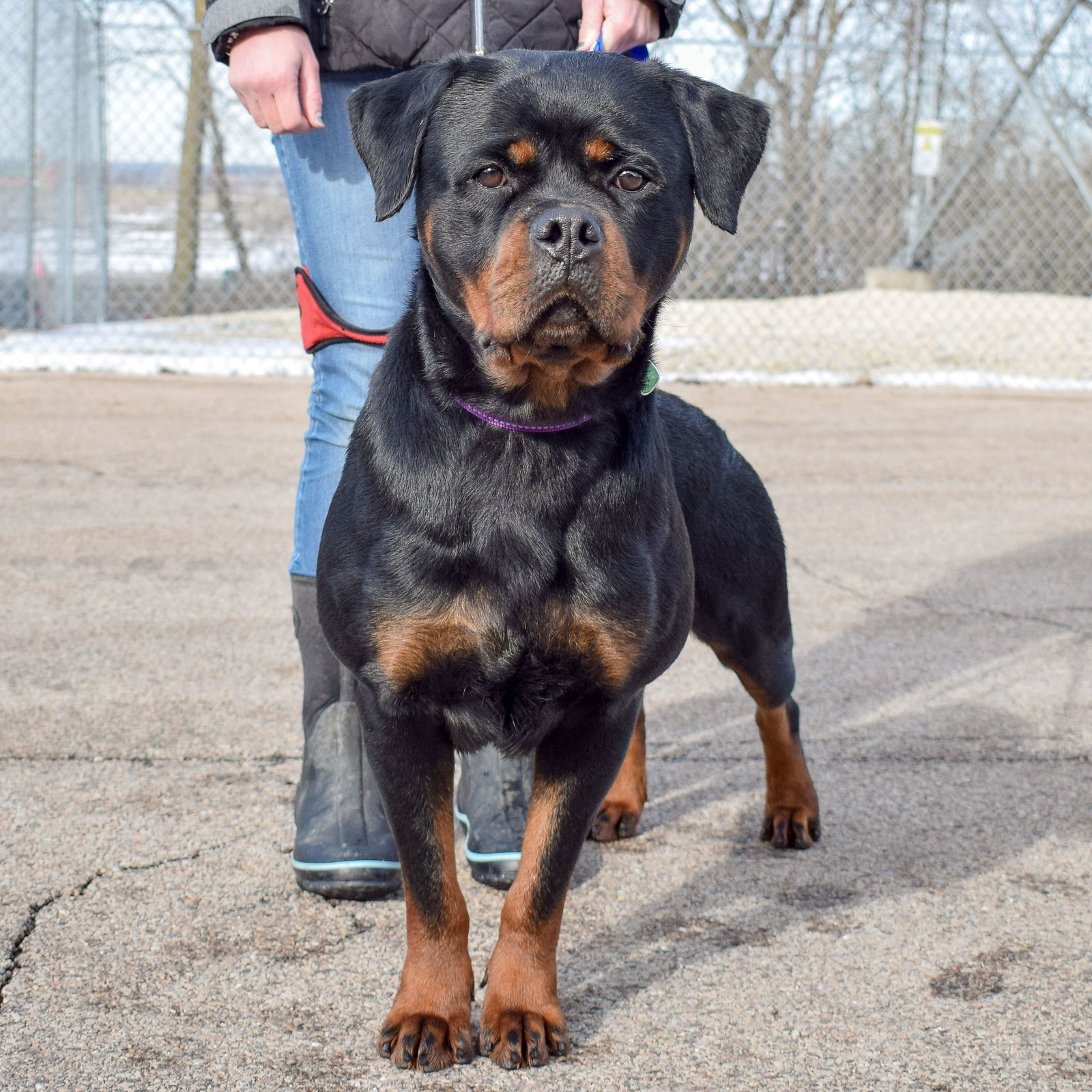 Wecare sales rottweiler rescue