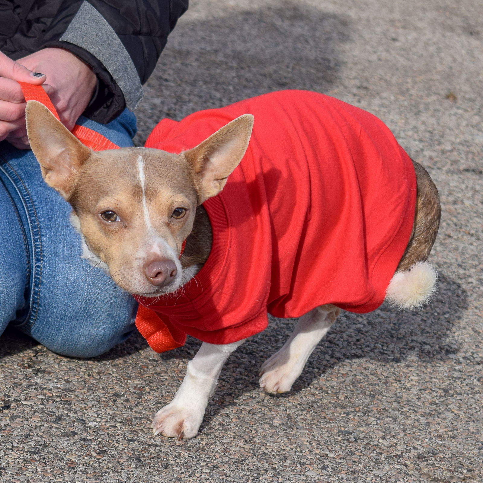 dog-for-adoption-trey-a-chihuahua-in-chicago-il-alpha-paw