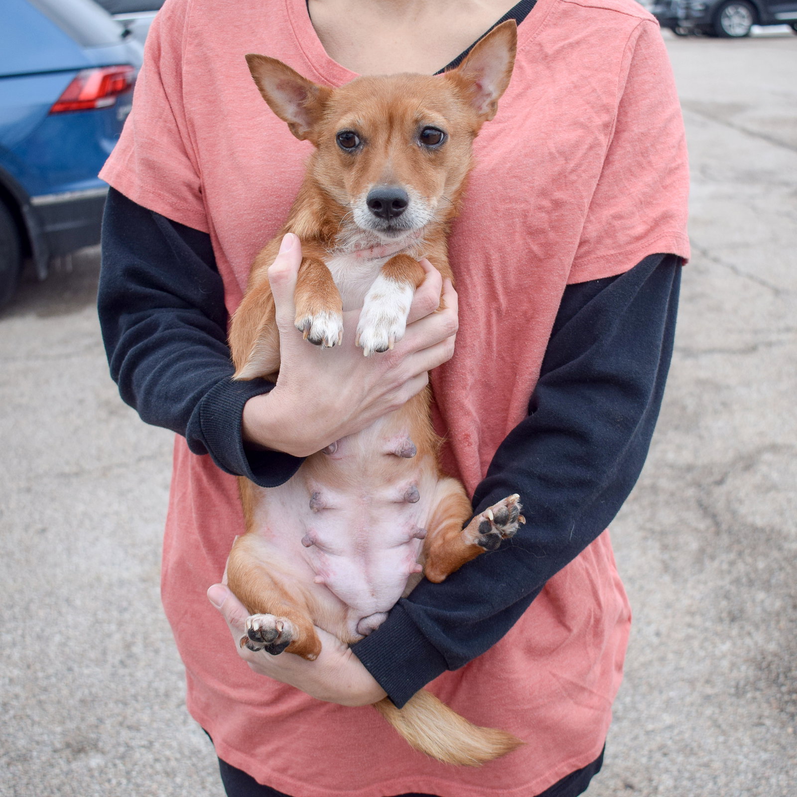 Dog For Adoption Lita A Shiba Inu In Evanston IL Alpha Paw dog-for-adoption-lita-a-shiba-inu-in-evanston-il-alpha-paw