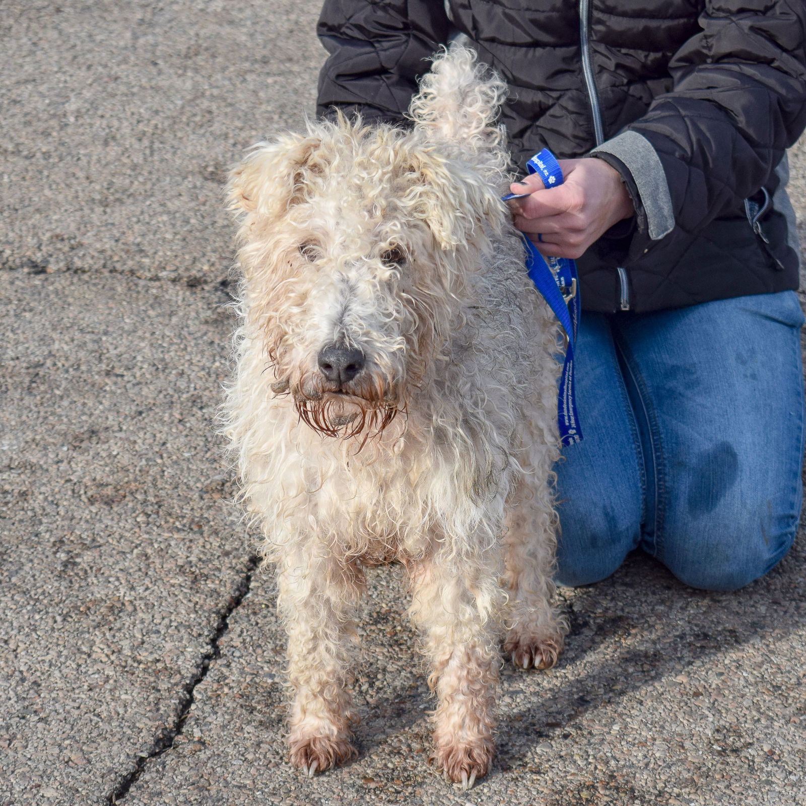 Dog for adoption - Gucci, a Mixed Breed in DeKalb, IL