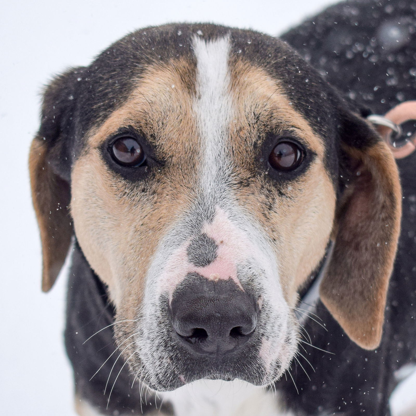 Dog for Adoption - Gabby, a Coonhound in South Barrington, IL | Alpha Paw