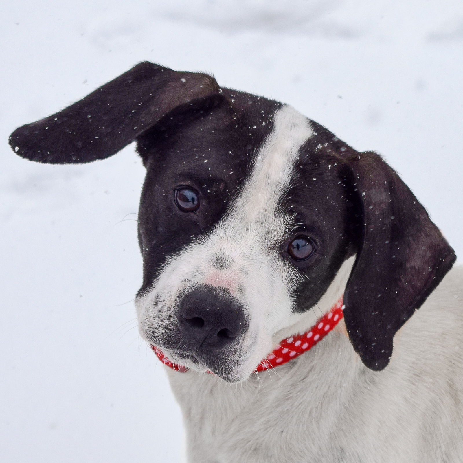 Dog for Adoption - Marianne, a Pointer in Pleasant Prairie, WI | Alpha Paw Dog for Adoption - Marianne, a Pointer in Pleasant Prairie, WI | Alpha Paw