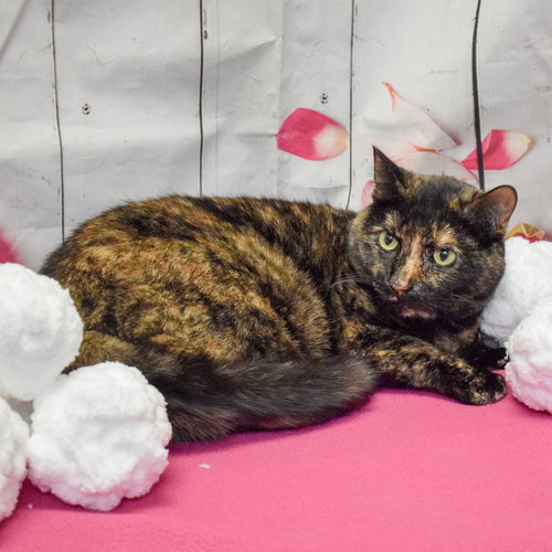 TONI - Tortoiseshell / Domestic Short Hair available for adoption