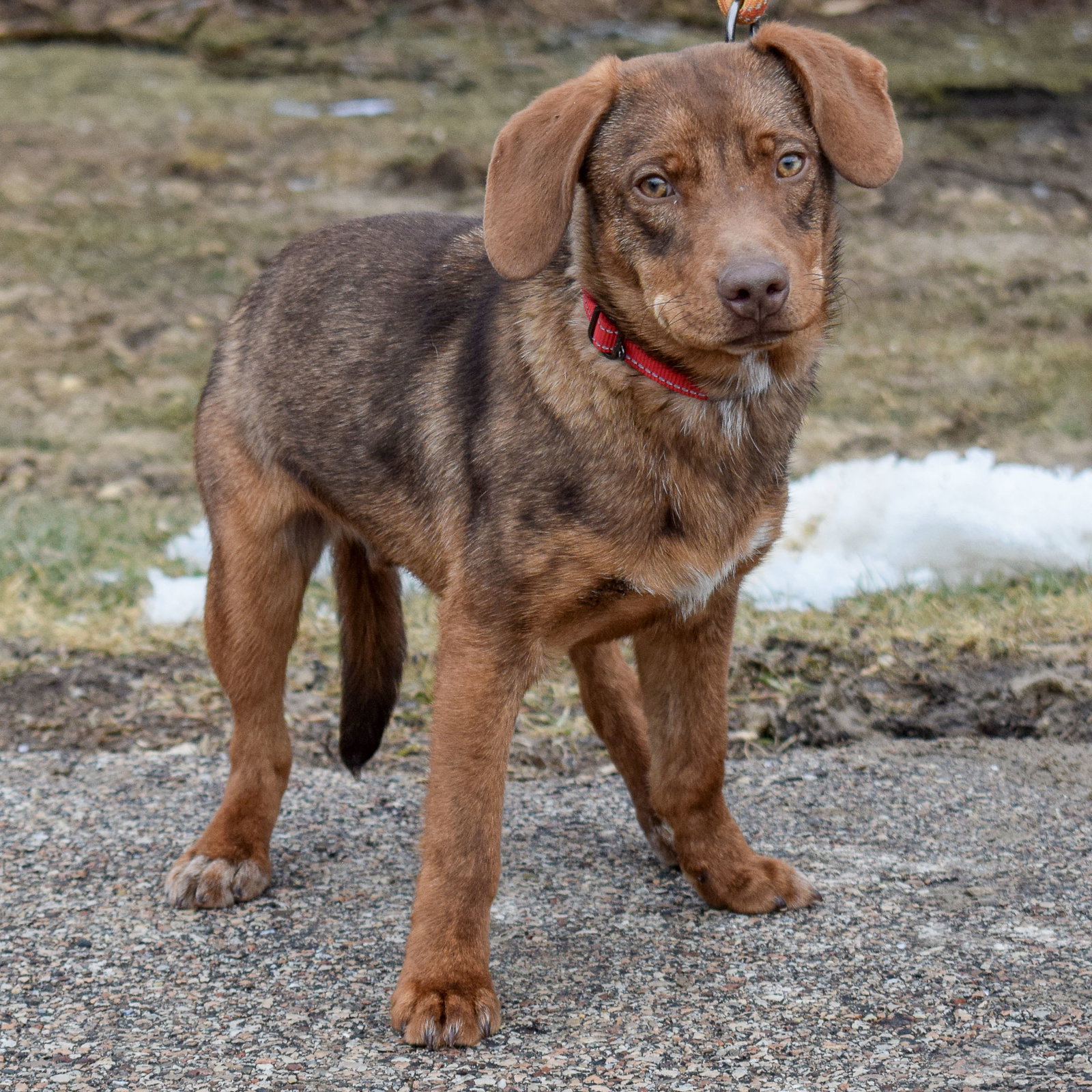 Dog for Adoption Fudge, a Chocolate Labrador Retriever in Homer Glen