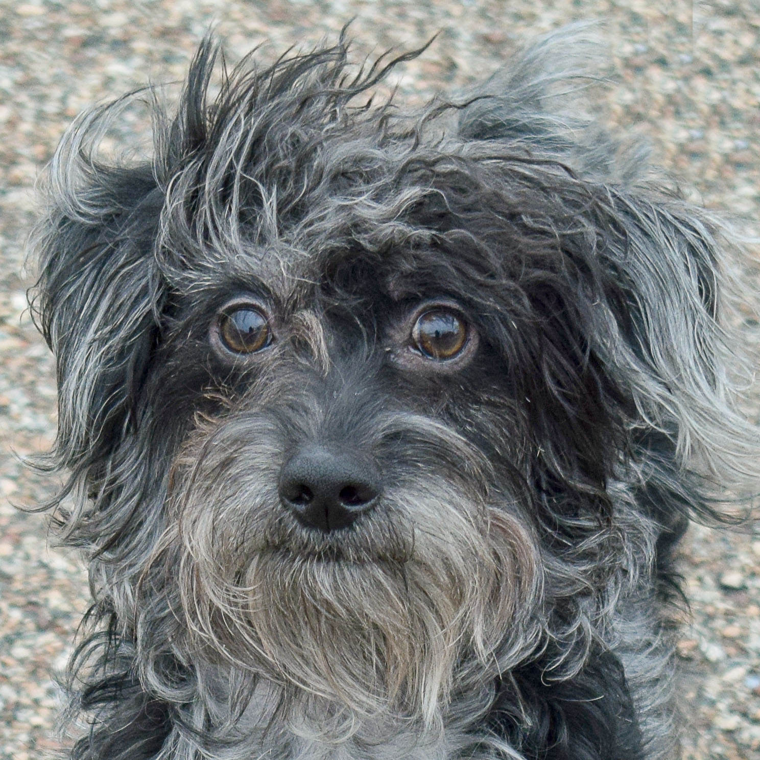 Dog for Adoption Kramer, a Poodle (Miniature) in Darien, IL Alpha Paw