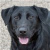 adoptable Dog in huntley, IL named Lizzie