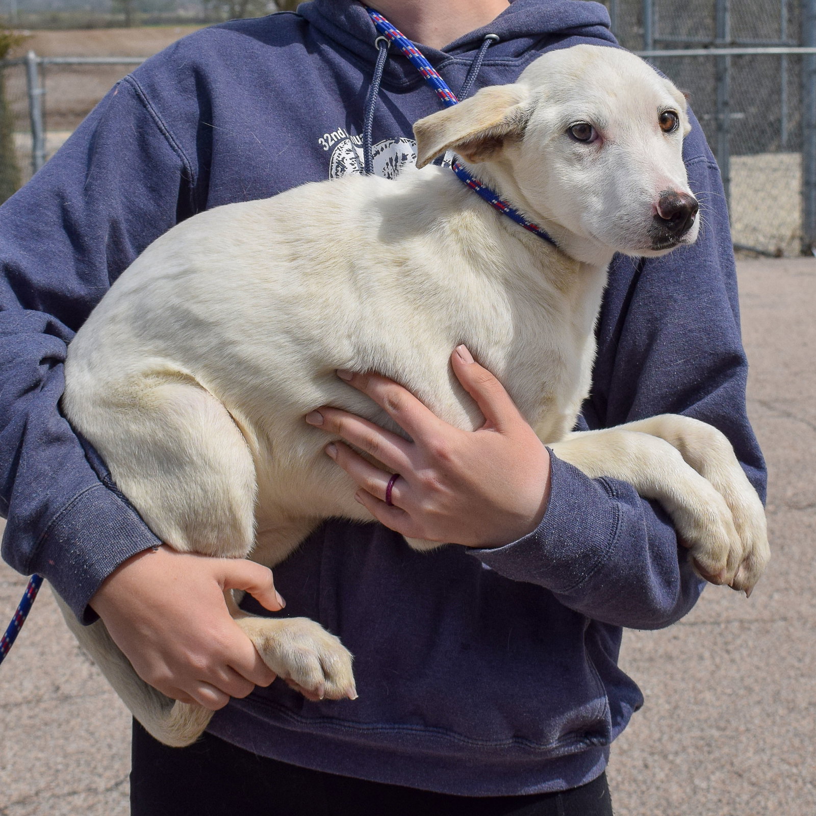 Rescue Roo Dog for Adoption - Roo, a Husky in Rockford, IL | Alpha Paw
