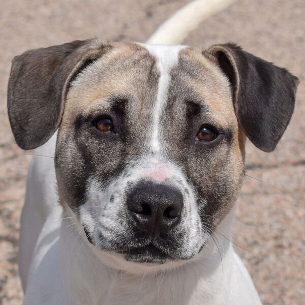 adoptable Dog in Huntley, IL named Waylen