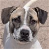 adoptable Dog in huntley, IL named Waylen
