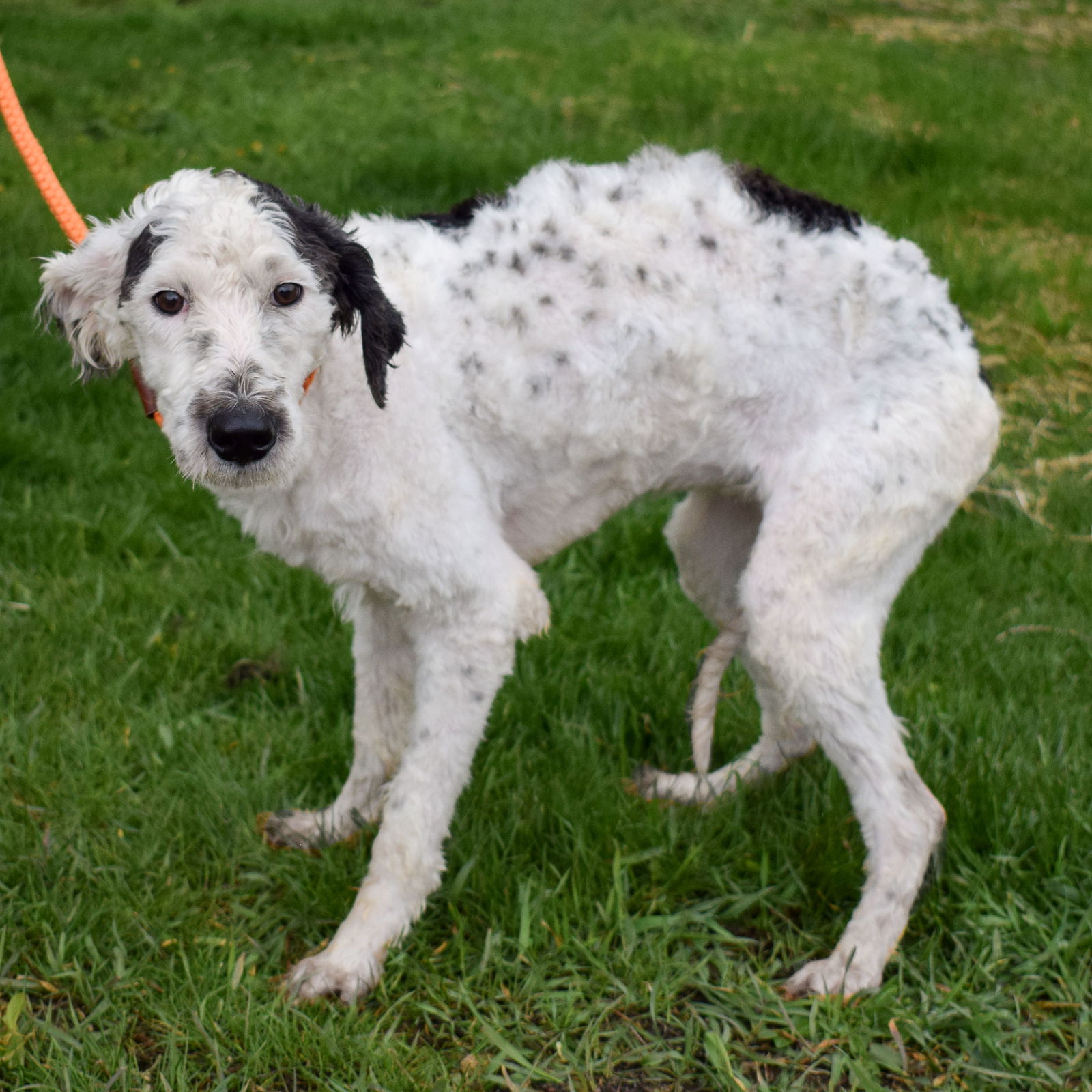 dalmatian mix with poodle