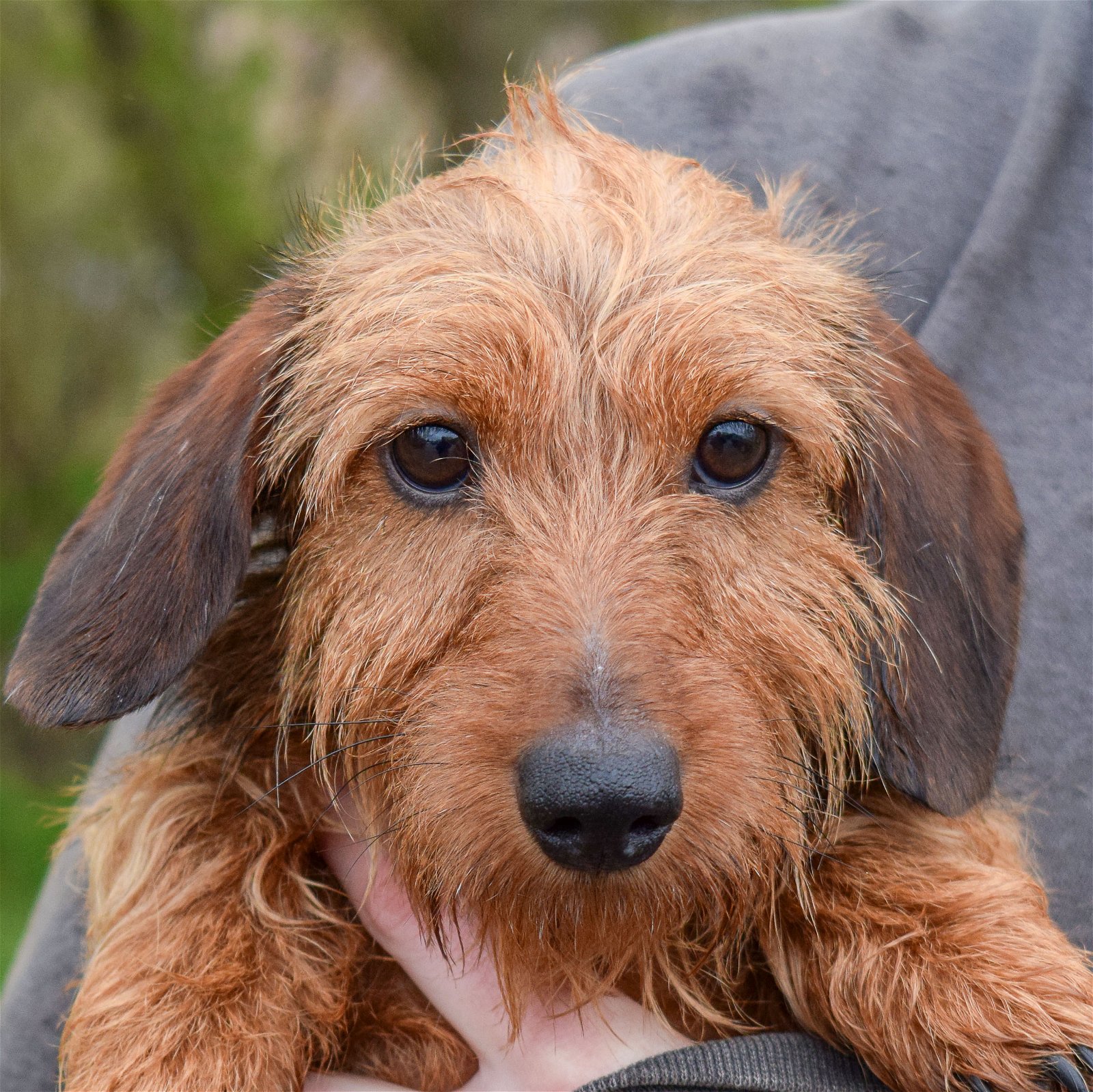dog-for-adoption-berger-a-dachshund-in-portage-park-il-alpha-paw