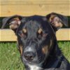 adoptable Dog in huntley, IL named Dunn