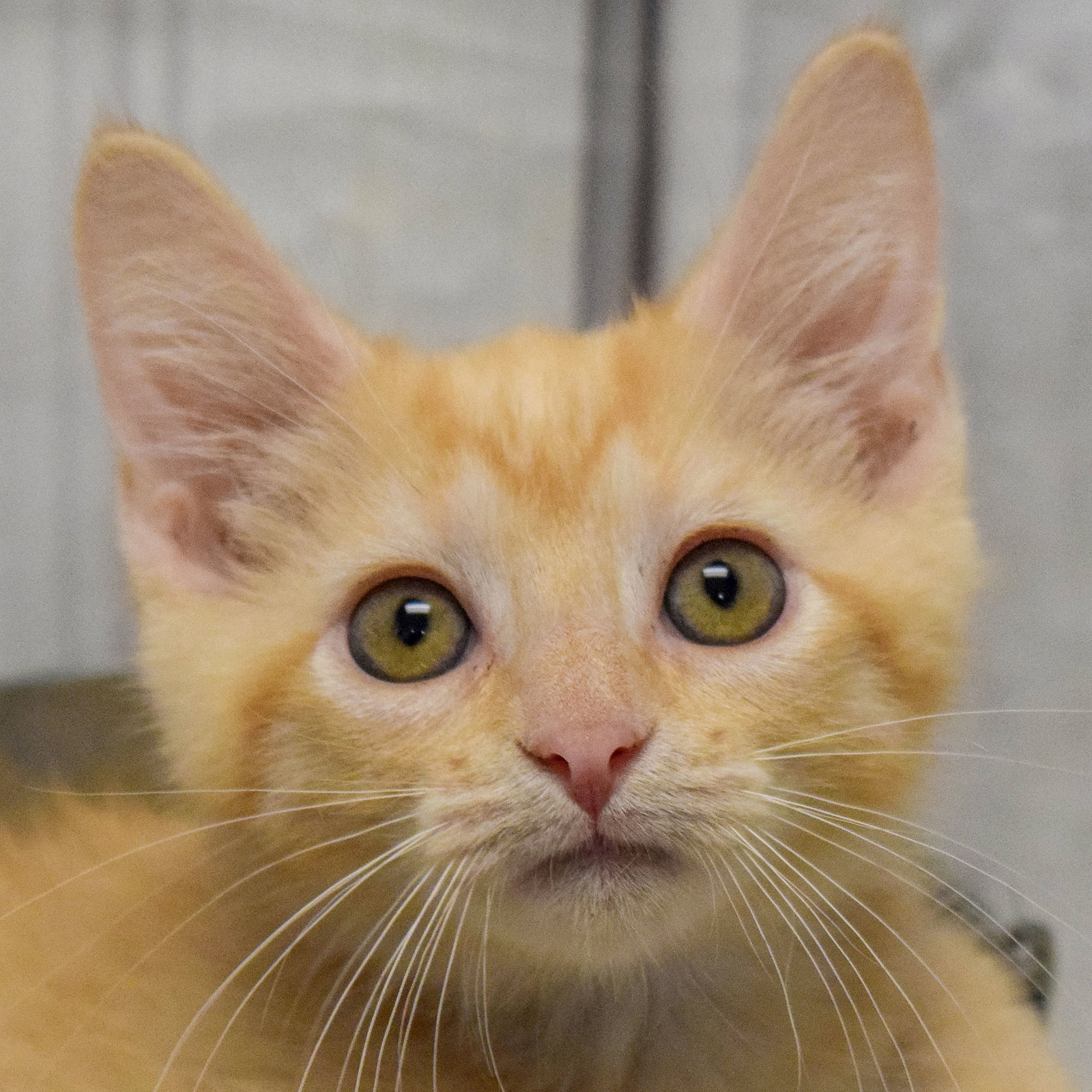 Cats for Adoption in Beloit, Wisconsin Alpha Paw