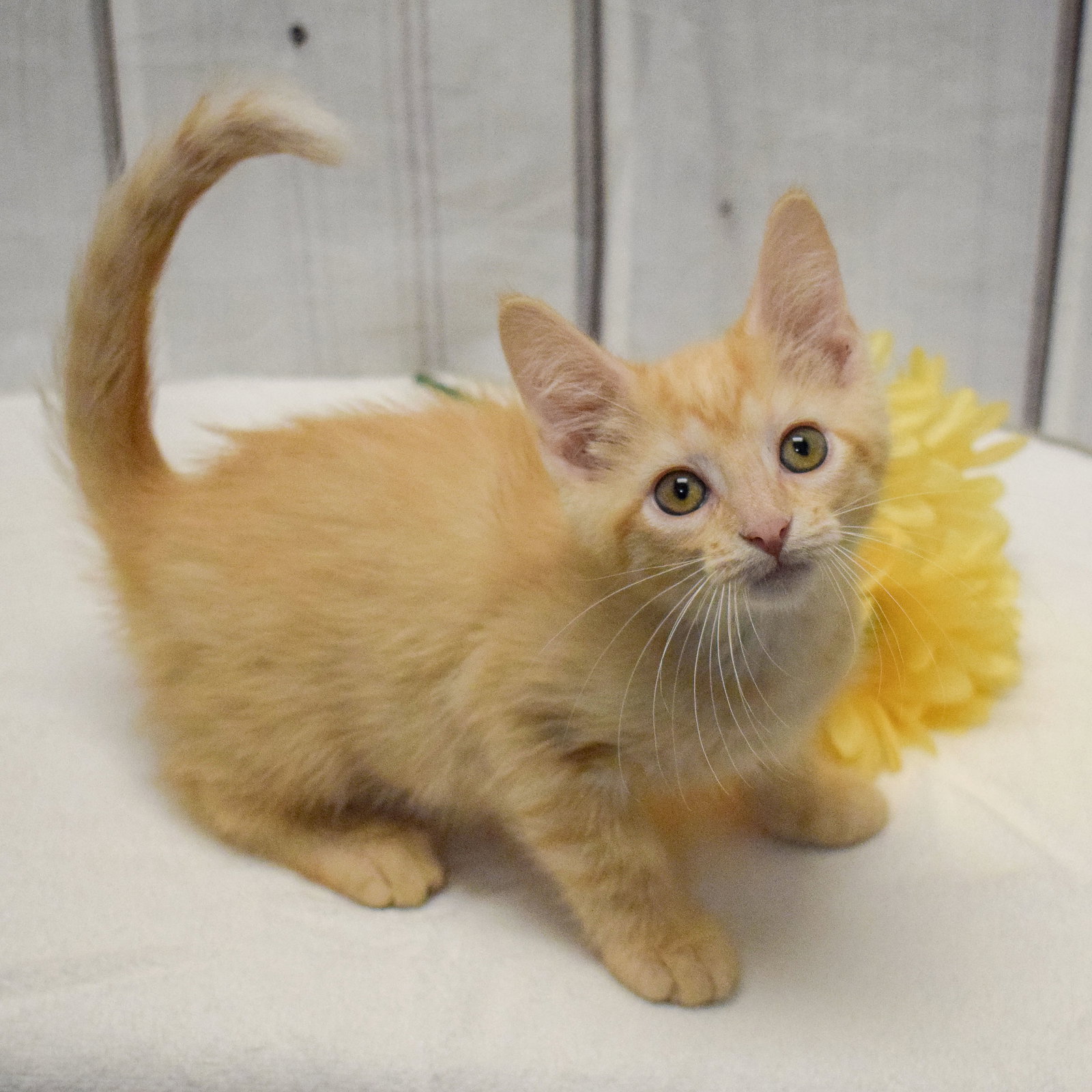 Cats for Adoption in Beloit, Wisconsin Alpha Paw