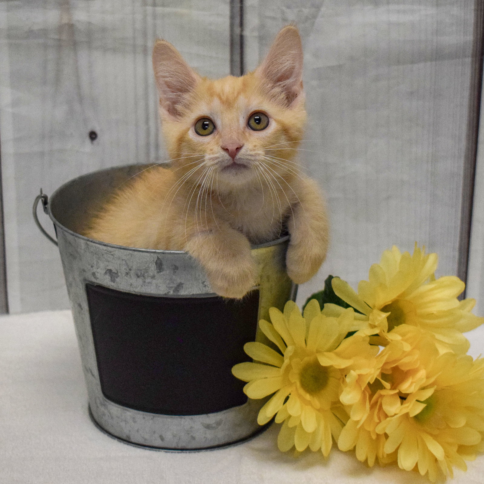 Cats for Adoption in Beloit, Wisconsin Alpha Paw