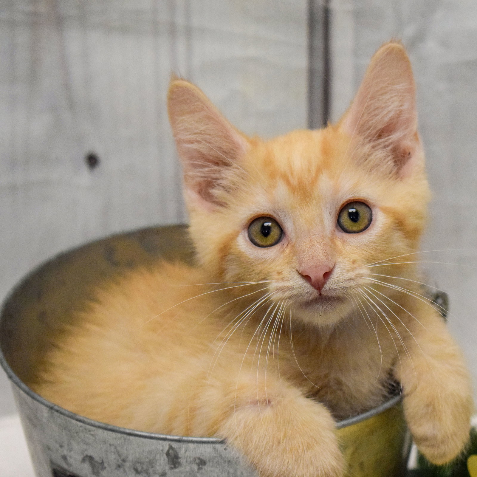Cats for Adoption in Beloit, Wisconsin Alpha Paw