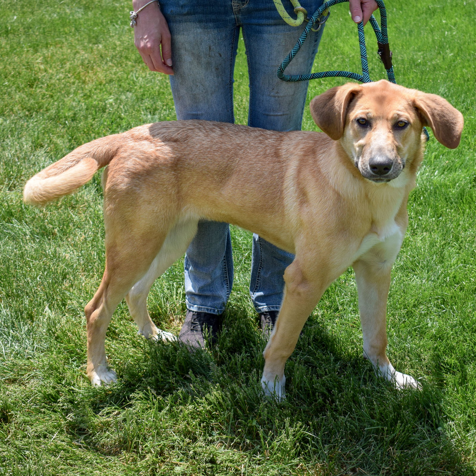 Dog for Adoption Lexi, a German Shepherd Dog in Chicago Ridge, IL