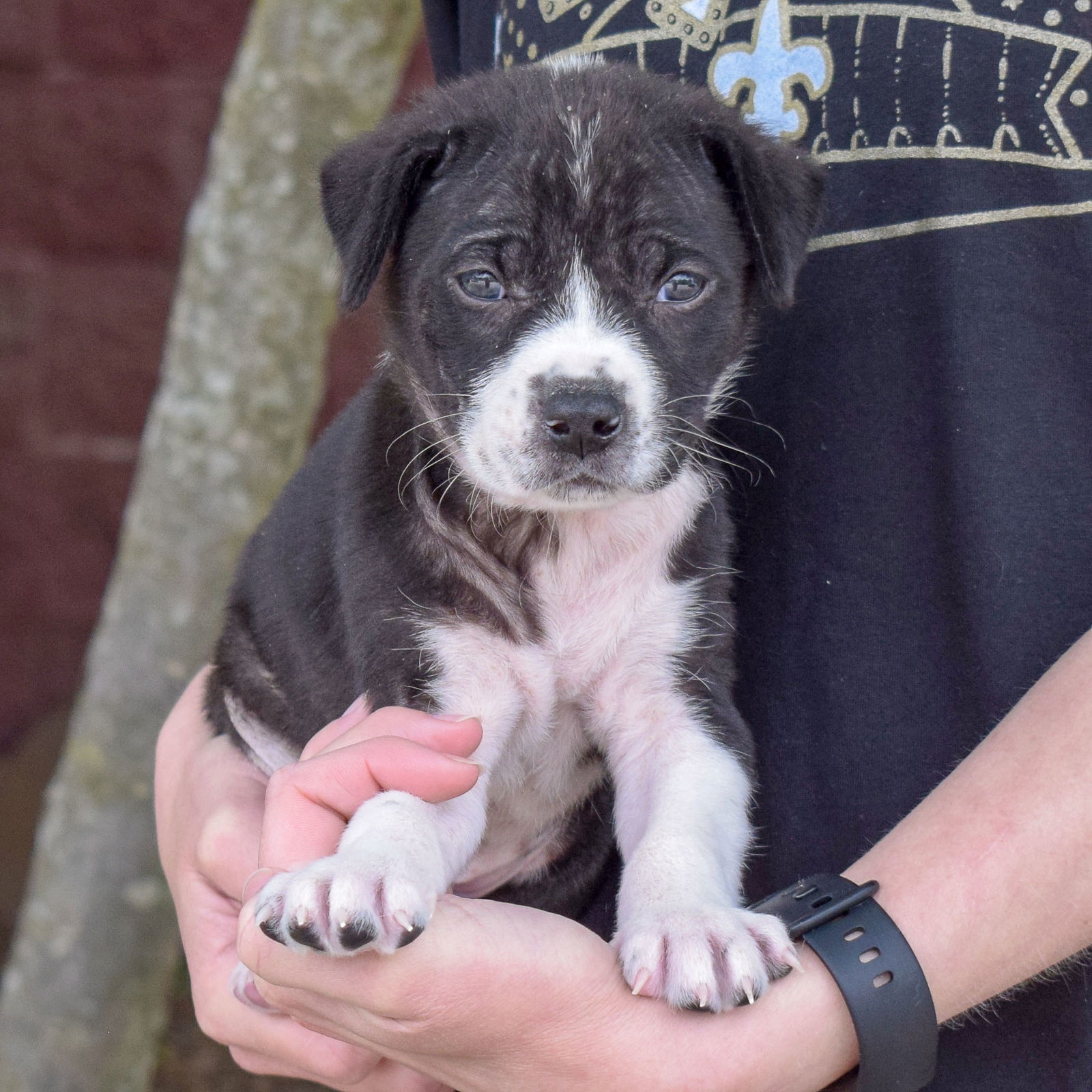 Dog For Adoption - Bonnie, A Border Collie In Dupage County, Il 