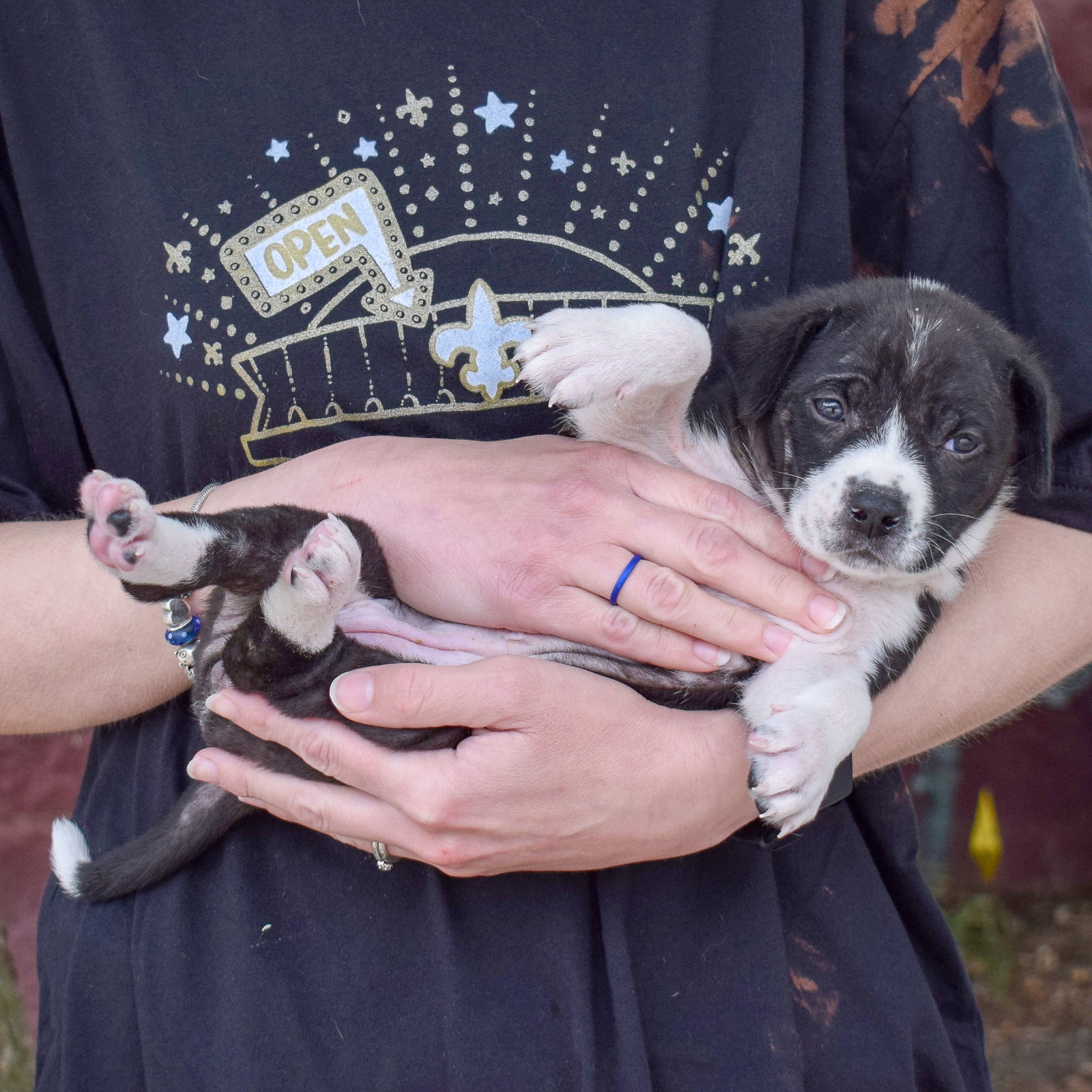 Dog for Adoption Bonnie, a Border Collie in Dupage County, IL Alpha Paw