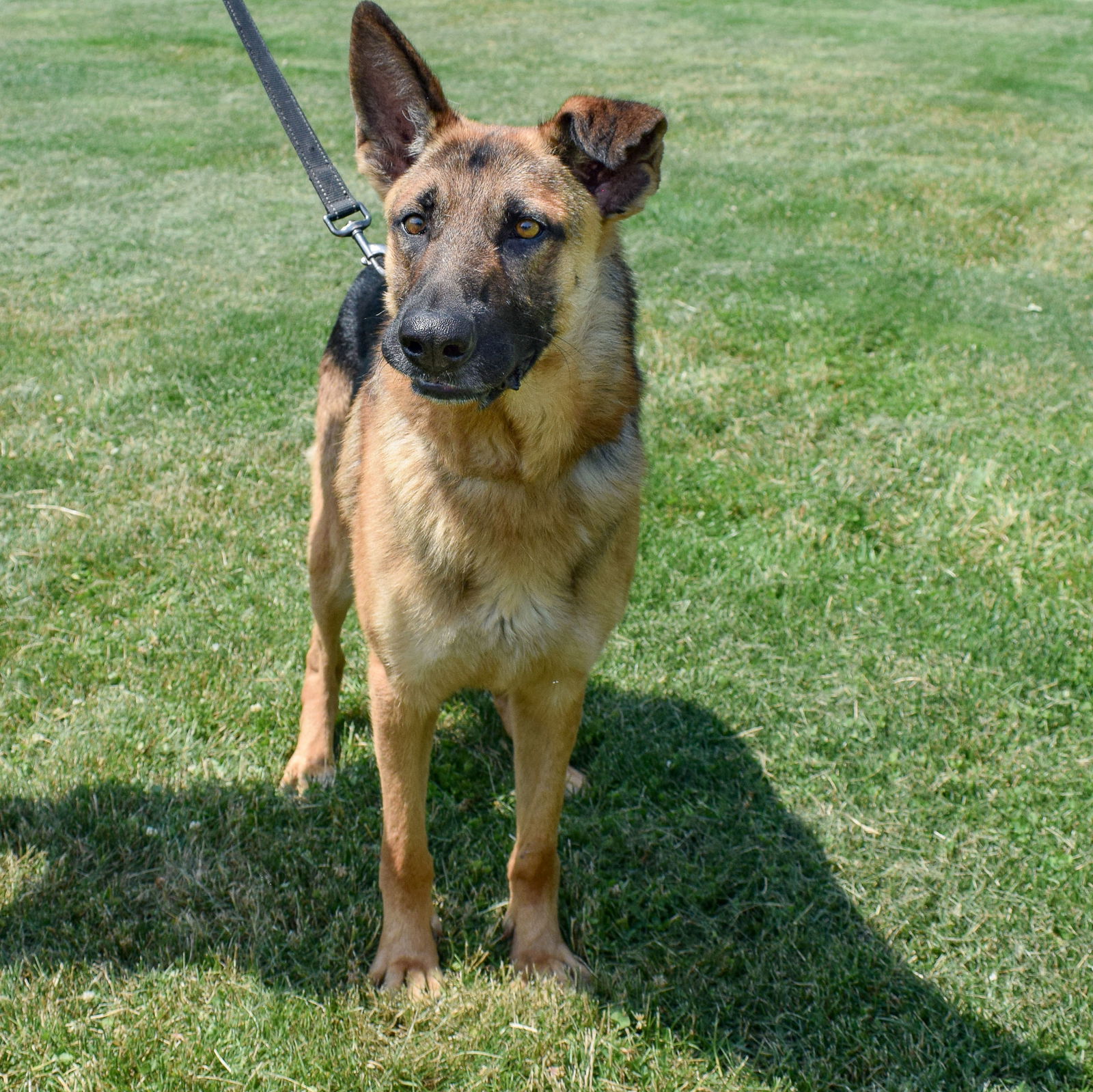 Dog for Adoption - Dexter, a German Shepherd Dog in Lake County, IL ...