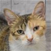 adoptable Cat in huntley, IL named Jamie Lee Calico
