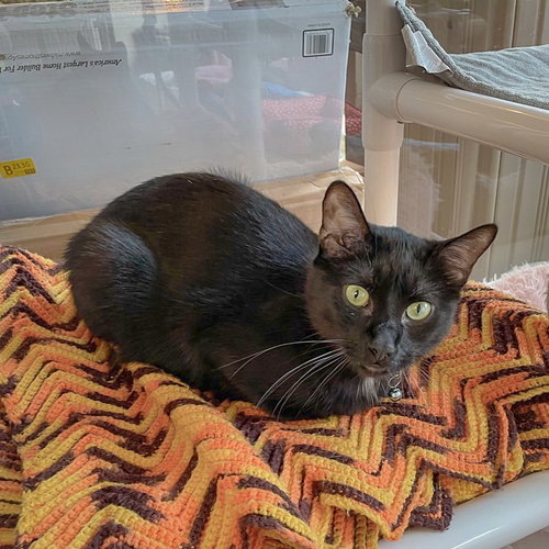MASON - Bombay / Domestic Short Hair available for adoption