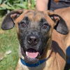 adoptable Dog in Huntley, IL named Ace